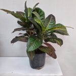 Kroton Saksı Çiçeği