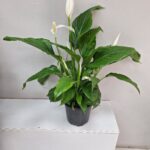 Orta Boy Barış Saksı Çiçeği