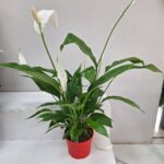 Büyük Boy Barış Saksı Çiçeği