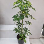 Şeflera Saksı Çiçeği