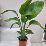 Starliçe Saksı Çiçeği