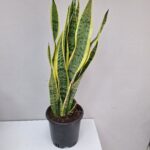 Kılıç Saksı Çiçeği