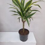 Orta Boy Yuka Saksı Çiçeği