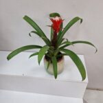 Guzmanya Saksı Çiçeği