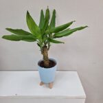 Küçük Boy Yuka Saksı Çiçeği