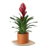 Alev Kılıcı Çiçeği - Vriesea Carinata Turuncu  Nora Saksı Çiçeği