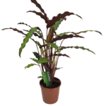 Dua Saksı Çiçeği