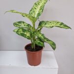 Difenbahya - Dieffenbachia Tropic Saksı Çiçeği