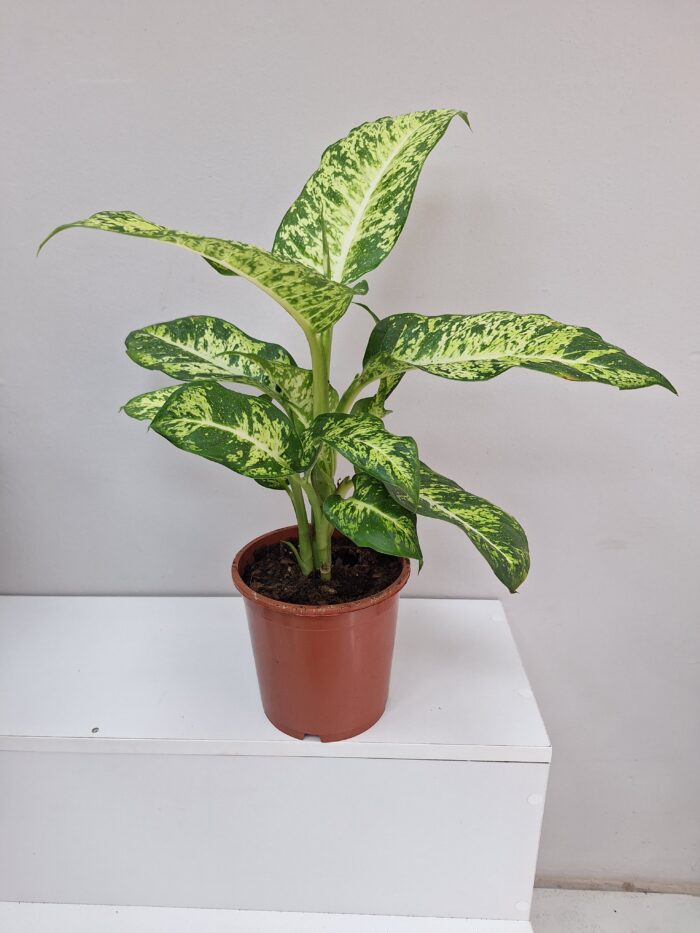Difenbahya - Dieffenbachia Tropic Saksı Çiçeği - Görsel 1