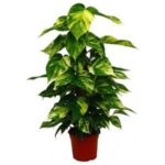 Potos Saksı Çiçeği