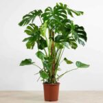 Devetabanı Saksı Çiçeği