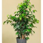 Benjamin Saksı Çiçeği