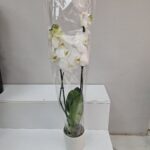 Orkide(Çiftli)